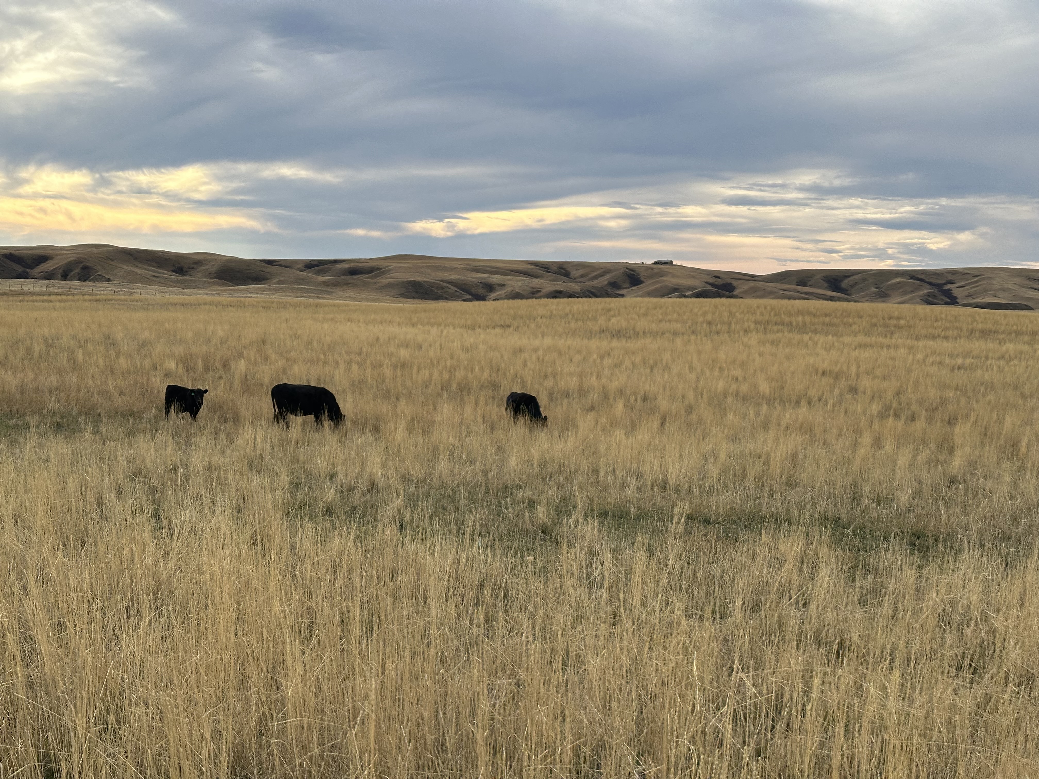 Cattle grazing on a Montana ranch at dusk
